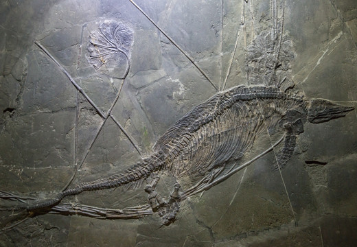 古生物化石 贵州鱼龙海百合化石