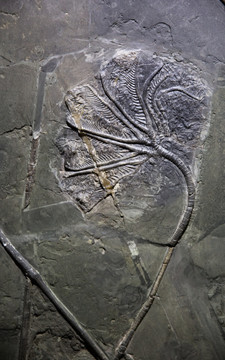 古生物化石 海百合化石
