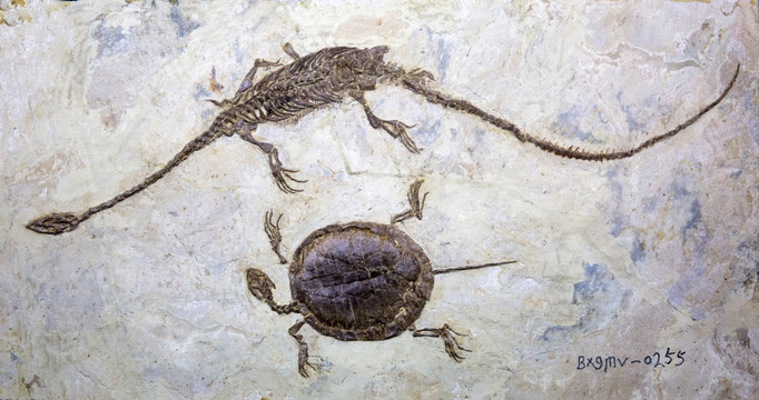 满洲龟与潜龙 古生物化石