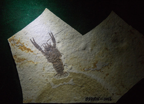 古生物化石 奇异环足虾化石