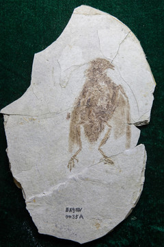 古生物化石 布氏始反鸟化石