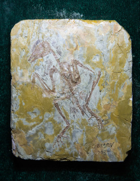 古生物化石 娇小辽西鸟化石