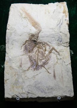 古生物化石 长翼鸟吃鱼化石