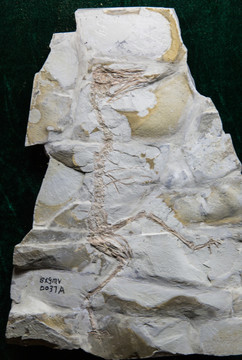古生物化石 北山朝阳鸟化石