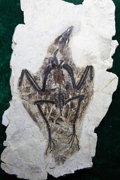 古生物化石 燕鸟化石 鸟类化石