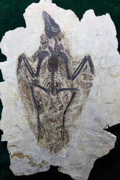 古生物化石 燕鸟化石 鸟类化石