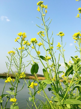 油菜花