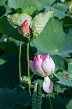 夏季荷花