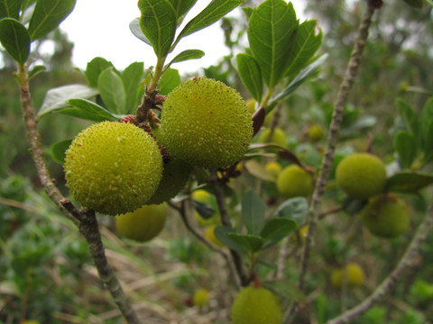 野生杨梅