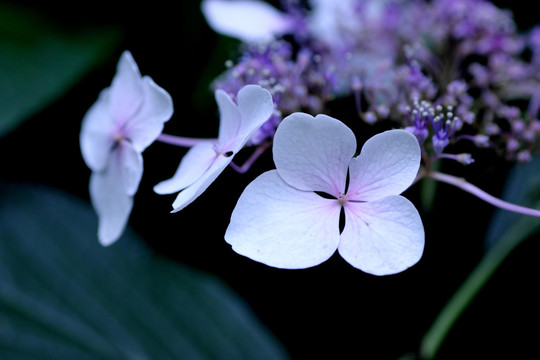 八仙花