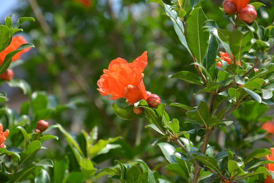 石榴花