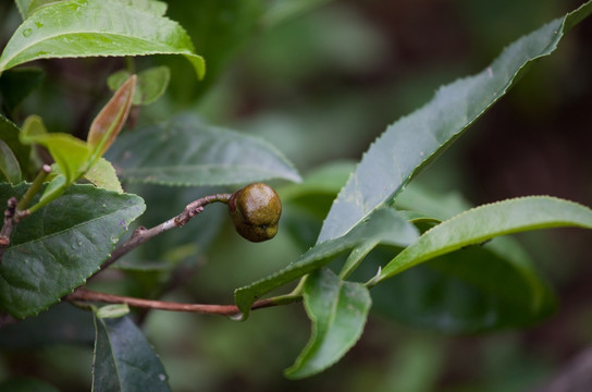 茶树种子 茶叶