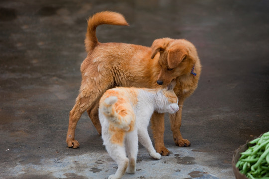 猫与狗 猫 金毛犬