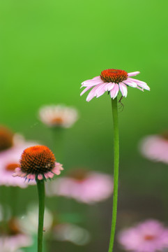 松果菊