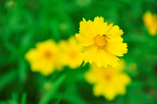 小昆虫和小黄菊