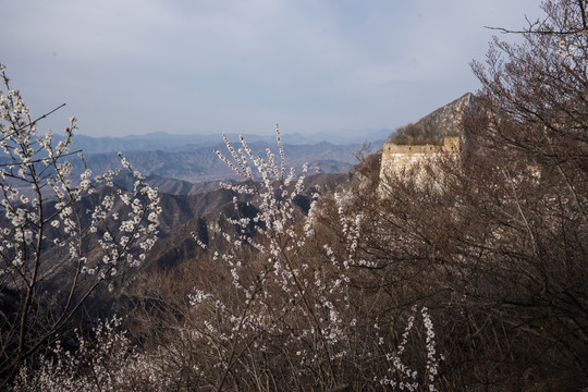 箭扣长城花季 敌楼 烽火台