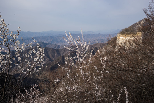 箭扣长城花季