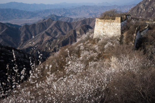 箭扣长城花季