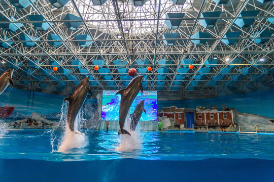 青岛水族馆海豚表演