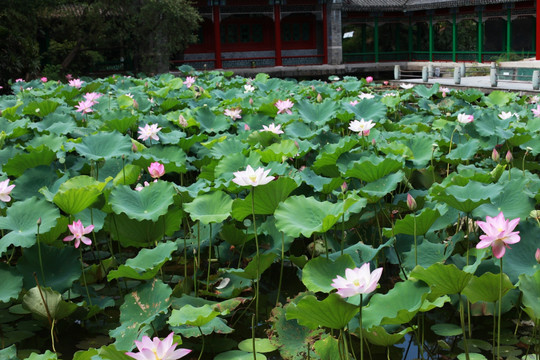 荷花池