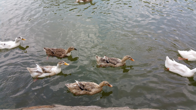 池塘里游泳的鸭子