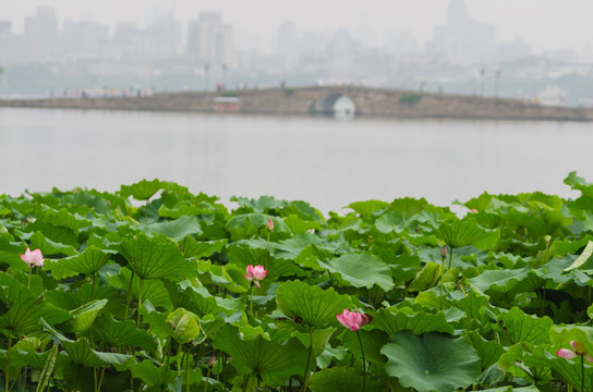 西湖荷花白堤