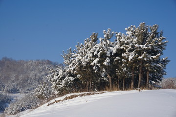 美丽雪山树挂