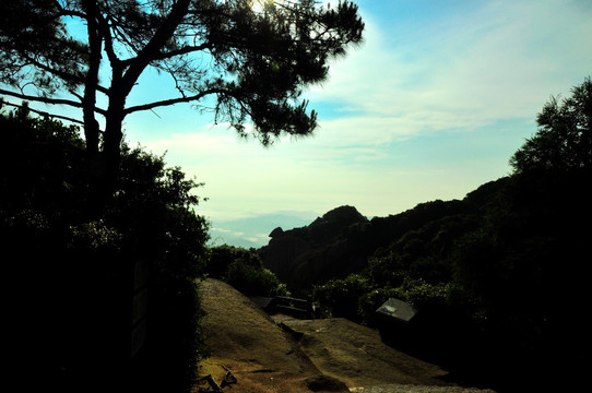 山顶天空树影