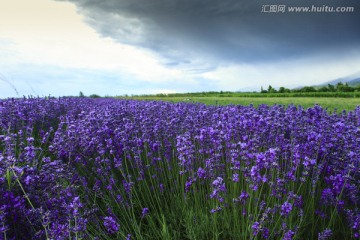 薰衣草地