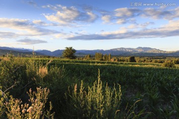 田野