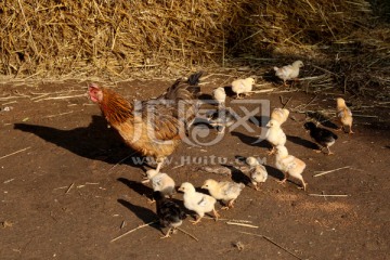 母鸡和他的孩子们