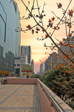 深圳东门步行街街口的木棉花