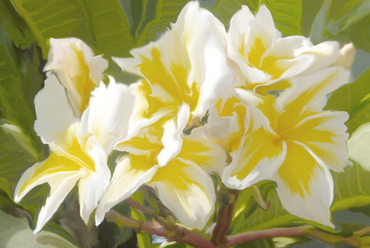 抽象花卉 抽象畫(huà) 無(wú)框畫(huà)