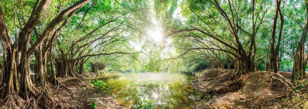 阳光大森林全景图