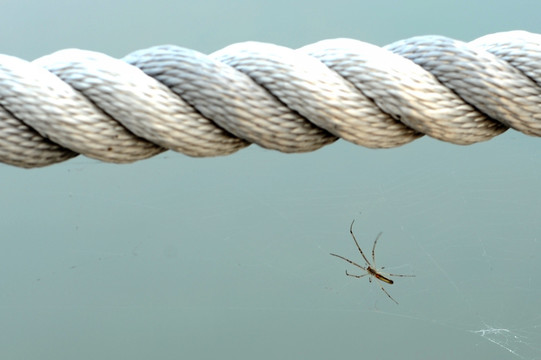 缆绳与蚊子