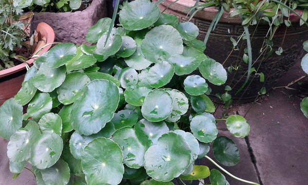 銅錢草