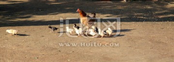 母鸡和她的孩子们