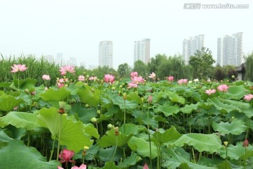 荷花荷叶