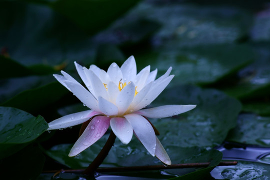 雨后的睡莲