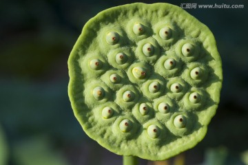 荷花 莲蓬 莲子