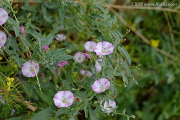 牵牛花