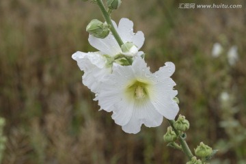 野花