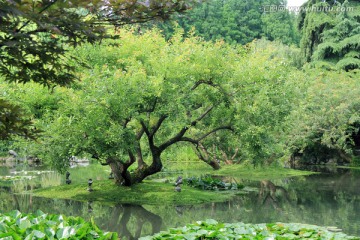 西湖莲池