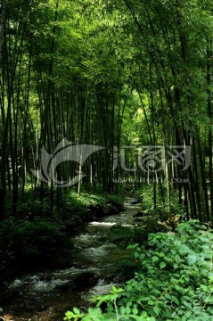 天目山竹林