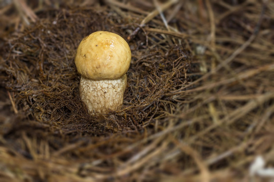 蘑菇出土了 捡野生菌