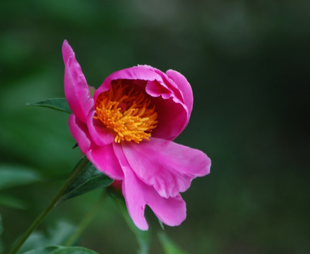 芍药花