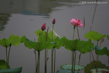 植物花草 荷花