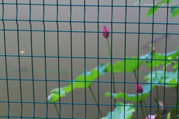 水生植物 莲花