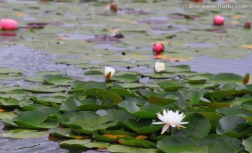 水生植物 睡莲