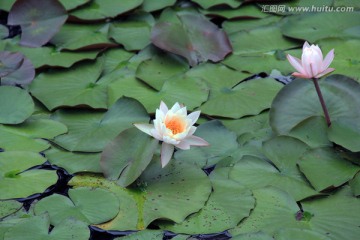 莲池 莲花